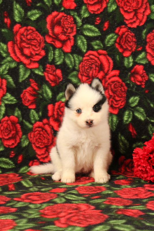 puppy, for, sale, Pomsky, Matthew B. Stoltzfus, dog, breeder, Gap, PA, dog-breeder, puppy-for-sale, forsale, nearby, find, puppyfind, locator, puppylocator, aca
